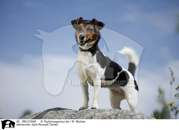 stehender Jack Russell Terrier / standing Jack Russell Terrier / RR-37666