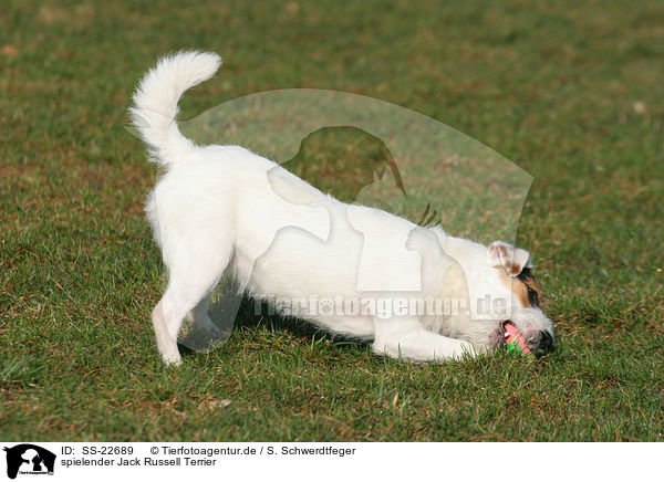 spielender Parson Russell Terrier / playing Parson Russell Terrier / SS-22689