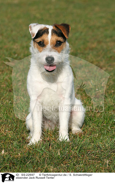 sitzender Parson Russell Terrier / sitting Parson Russell Terrier / SS-22697