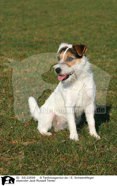 sitzender Parson Russell Terrier / sitting Parson Russell Terrier / SS-22699