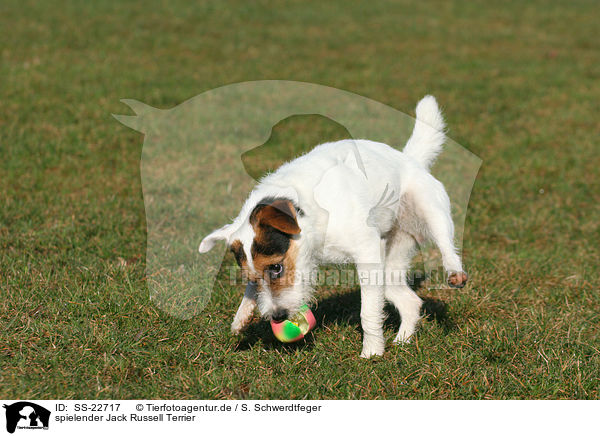spielender Jack Russell Terrier / SS-22717