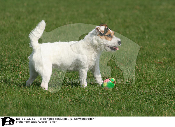 stehender Parson Russell Terrier / standing Parson Russell Terrier / SS-22752