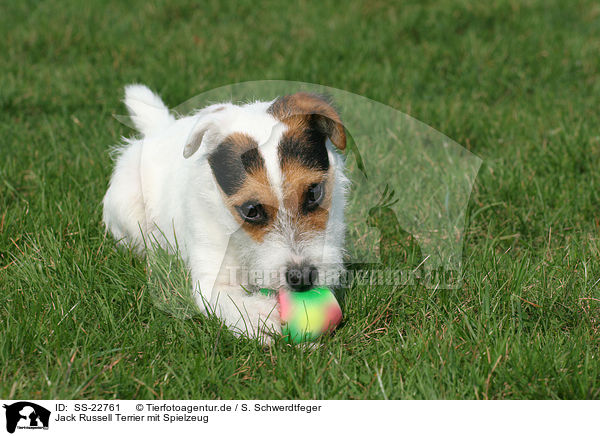 Parson Russell Terrier mit Spielzeug / Parson Russell Terrier with toy / SS-22761