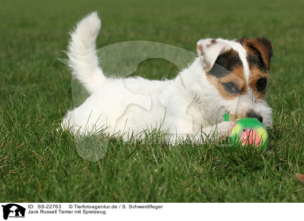 Parson Russell Terrier mit Spielzeug / Parson Russell Terrier with toy / SS-22763
