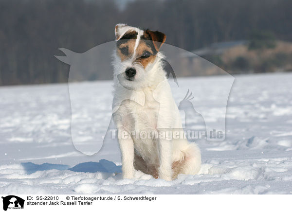 sitzender Jack Russell Terrier / SS-22810