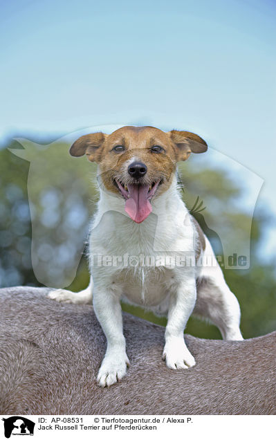 Jack Russell Terrier auf Pferdercken / AP-08531