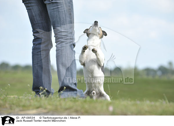 Jack Russell Terrier macht Mnnchen / AP-08534