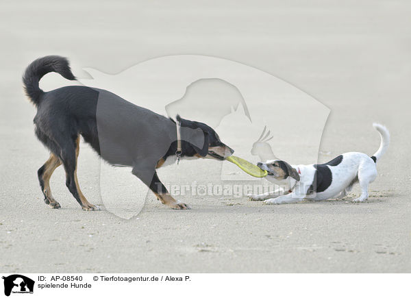 spielende Hunde / playing dogs / AP-08540