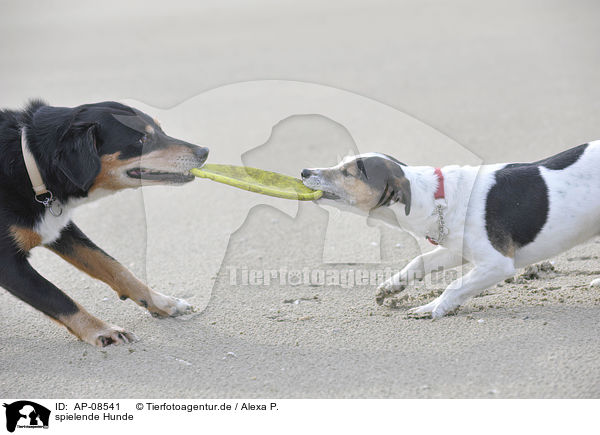 spielende Hunde / AP-08541