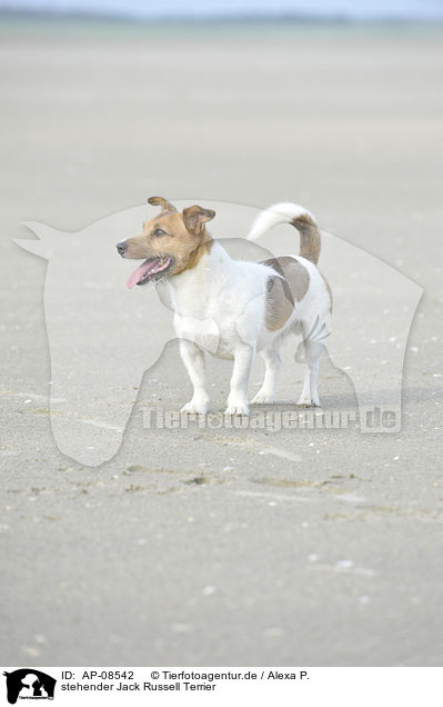 stehender Jack Russell Terrier / standing Jack Russell Terrier / AP-08542