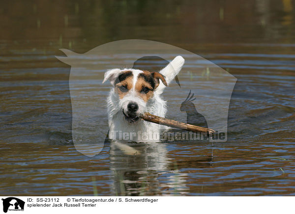 spielender Parson Russell Terrier / playing Parson Russell Terrier / SS-23112