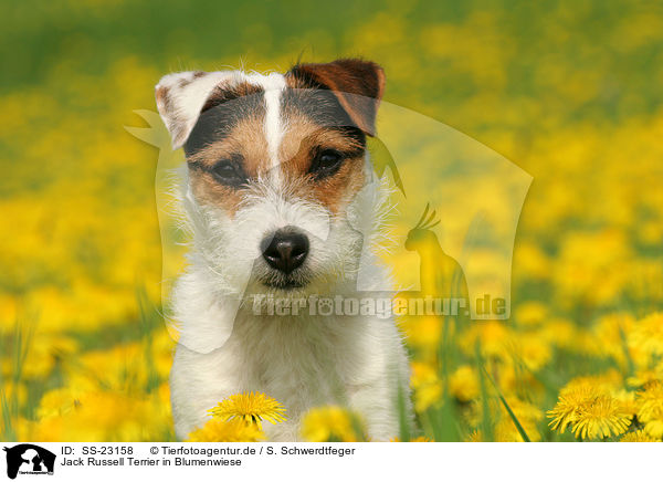 Jack Russell Terrier in Blumenwiese / SS-23158
