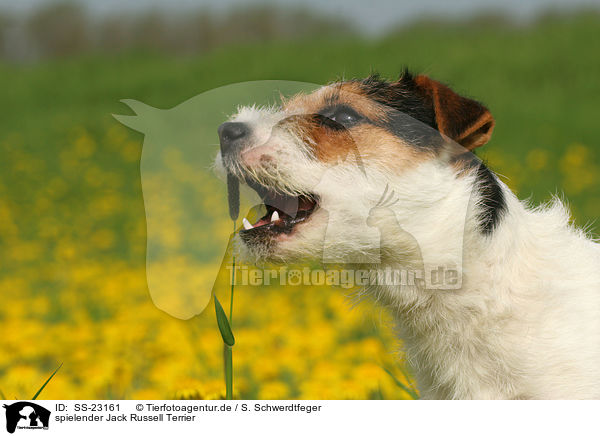 spielender Parson Russell Terrier / playing Parson Russell Terrier / SS-23161