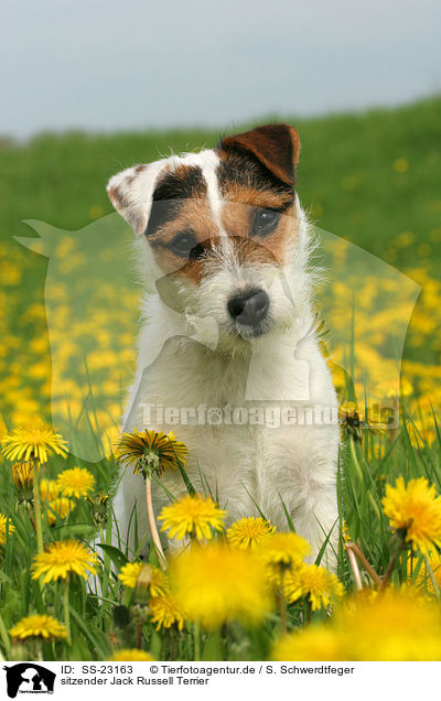 sitzender Jack Russell Terrier / SS-23163