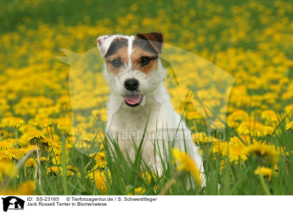 Jack Russell Terrier in Blumenwiese / SS-23165