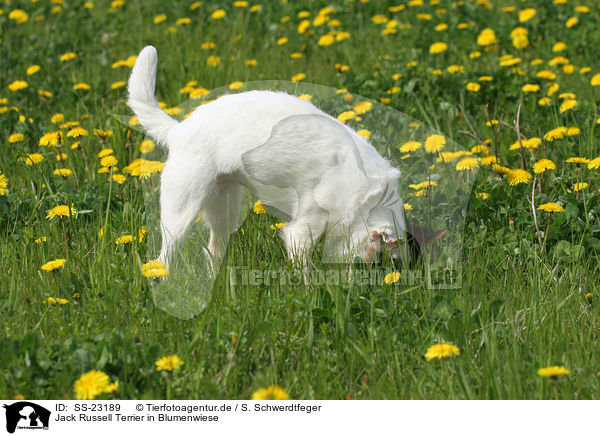 stehender Parson Russell Terrier / standing Parson Russell Terrier / SS-23189