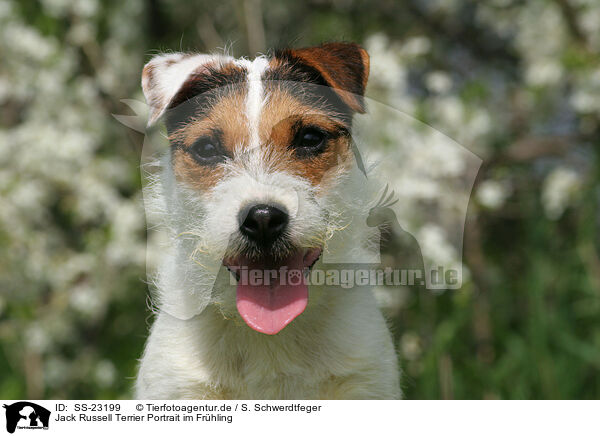 Parson Russell Terrier Portrait / Parson Russell Terrier Portrait / SS-23199