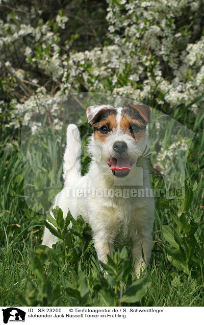 stehender Parson Russell Terrier / standing Parson Russell Terrier / SS-23200