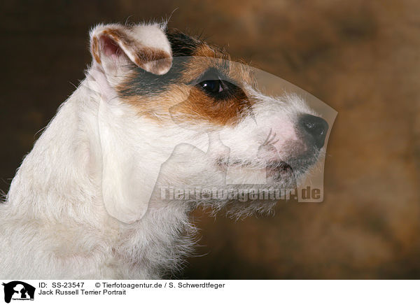 Parson Russell Terrier Portrait / Parson Russell Terrier Portrait / SS-23547
