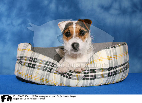 liegender Parson Russell Terrier / lying Parson Russell Terrier / SS-23584