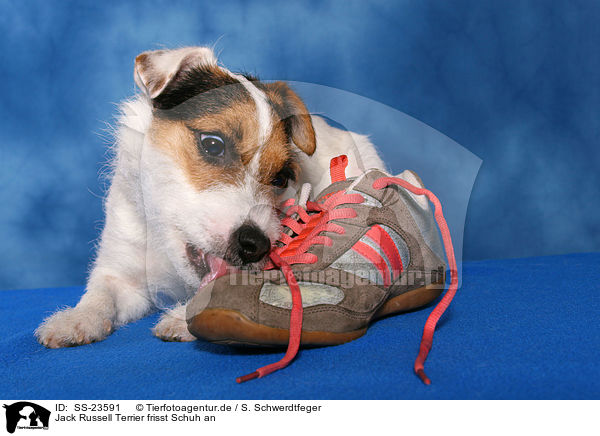 Parson Russell Terrier frisst Schuh an / Parson Russell Terrier with shoe / SS-23591