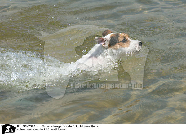 schwimmender Parson Russell Terrier / swimming Parson Russell Terrier / SS-23815