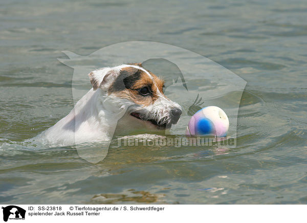 spielender Parson Russell Terrier / playing Parson Russell Terrier / SS-23818