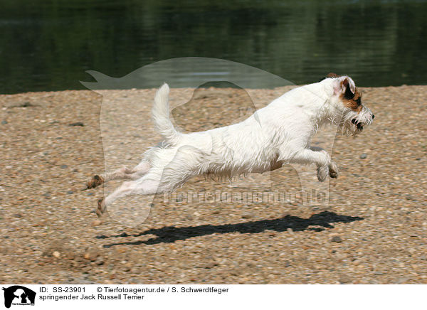 springender Parson Russell Terrier / jumping Parson Russell Terrier / SS-23901