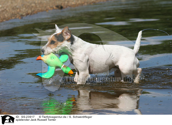 spielender Parson Russell Terrier / playing Parson Russell Terrier / SS-23917
