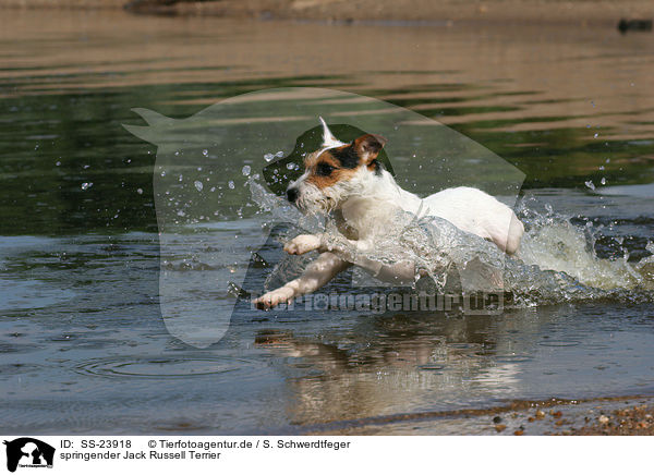 springender Parson Russell Terrier / jumping Parson Russell Terrier / SS-23918