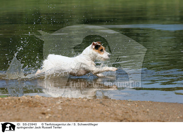 springender Parson Russell Terrier / jumping Parson Russell Terrier / SS-23940