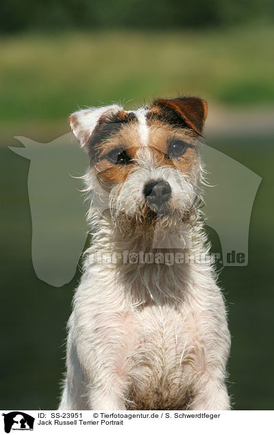 Parson Russell Terrier Portrait / Parson Russell Terrier Portrait / SS-23951