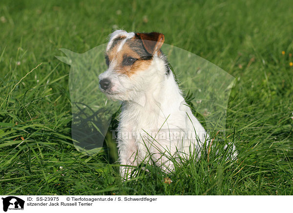 sitzender Parson Russell Terrier / sitting Parson Russell Terrier / SS-23975