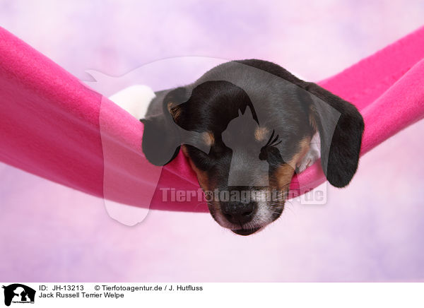 Jack Russell Terrier Welpe / Jack Russell Terrier Puppy / JH-13213