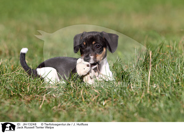 Jack Russell Terrier Welpe / Jack Russell Terrier Puppy / JH-13248