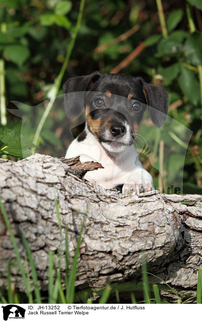 Jack Russell Terrier Welpe / Jack Russell Terrier Puppy / JH-13252