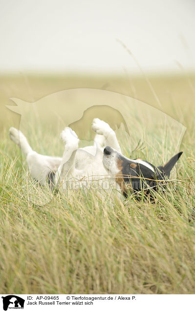 Jack Russell Terrier wlzt sich / rolling Jack Russell Terrier / AP-09465