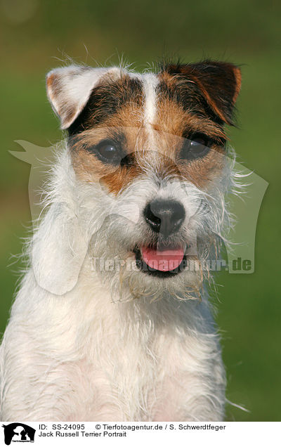 Parson Russell Terrier Portrait / Parson Russell Terrier Portrait / SS-24095