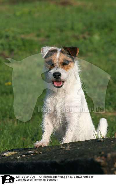 Parson Russell Terrier im Sommer / Parson Russell Terrier in summer / SS-24096
