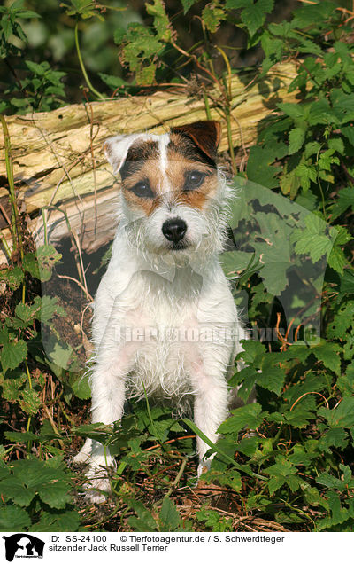 sitzender Parson Russell Terrier / sitting Parson Russell Terrier / SS-24100