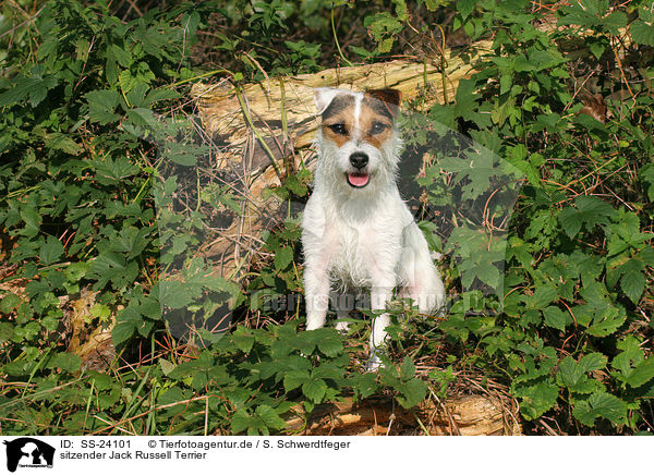 sitzender Parson Russell Terrier / sitting Parson Russell Terrier / SS-24101