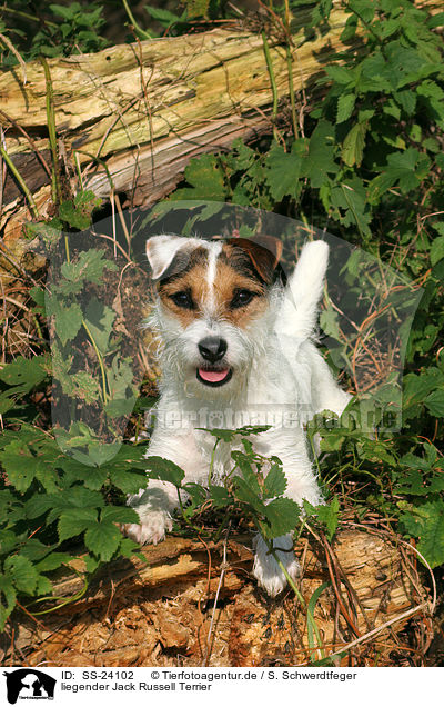 liegender Parson Russell Terrier / lying Parson Russell Terrier / SS-24102