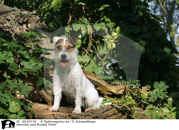 sitzender Parson Russell Terrier / sitting Parson Russell Terrier / SS-24118