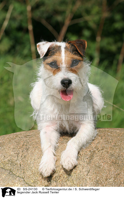 liegender Parson Russell Terrier / lying Parson Russell Terrier / SS-24130