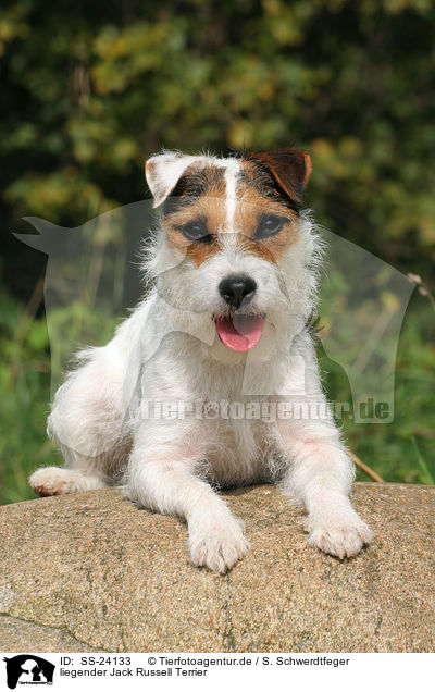 liegender Parson Russell Terrier / lying Parson Russell Terrier / SS-24133