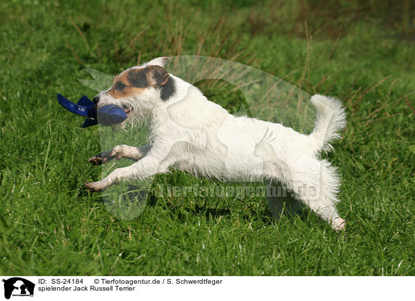 spielender Parson Russell Terrier / playing Parson Russell Terrier / SS-24184
