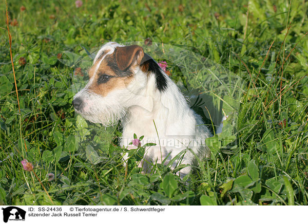 sitzender Parson Russell Terrier / sitting Parson Russell Terrier / SS-24436