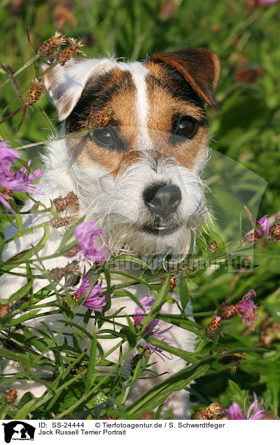 Jack Russell Terrier Portrait / SS-24444