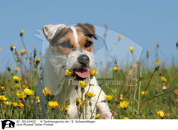 Jack Russell Terrier Portrait / SS-24455