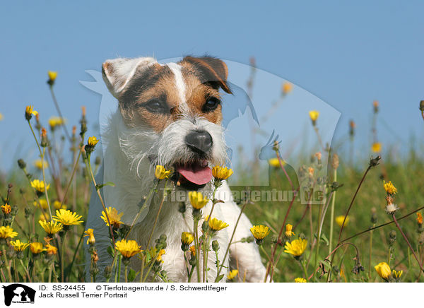 Parson Russell Terrier Portrait / Parson Russell Terrier Portrait / SS-24455